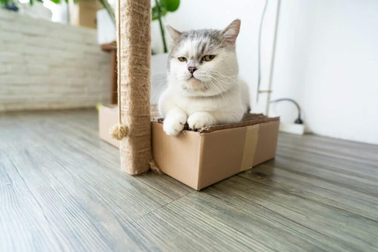 Exploring the World of Munchkin Cats
