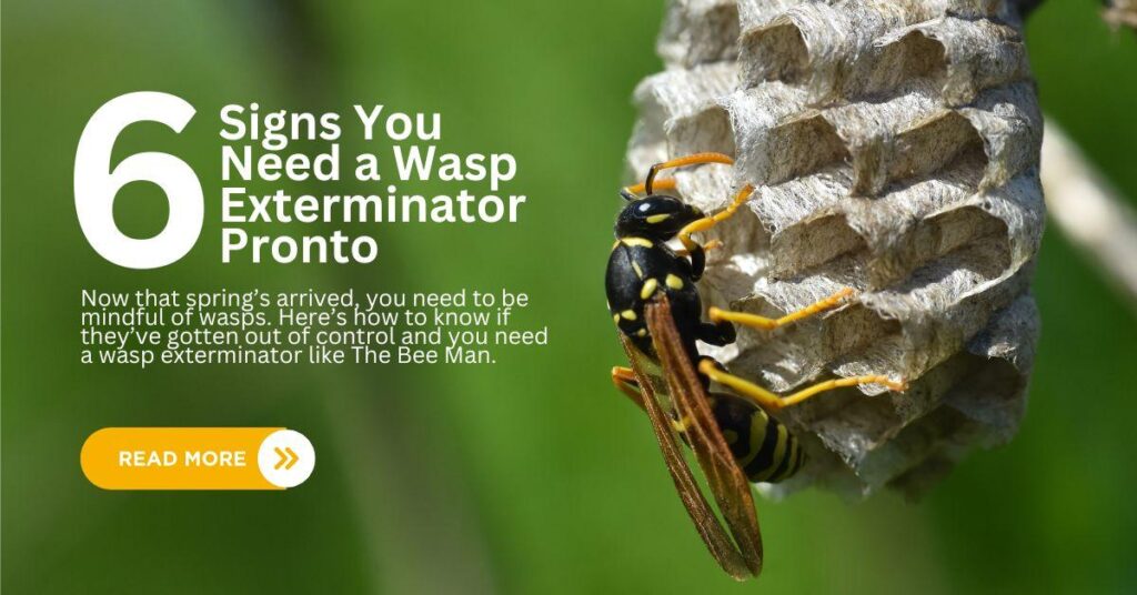 6 Signs You Need a Wasp Exterminator Pronto