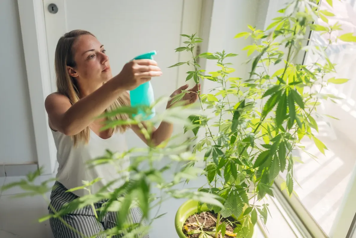 Why Grow Your Own Cannabis