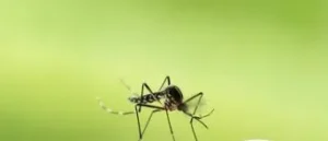 Pest Control Company in Maryland Your Ultimate Guide to a Pest-Free Home