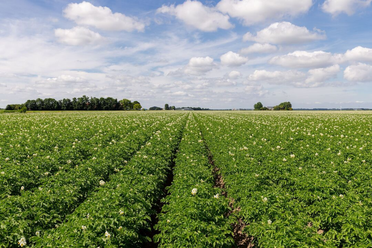Sustainable Broccoli Farming: Using Trichoderma harzianum to Control Powdery Mildew Without Chemicals
