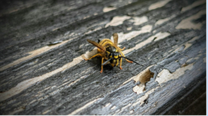 wasp-or-bee-how-to-tell-the-difference-before-you-call-for-removal