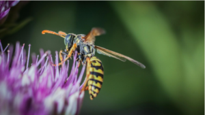 why-wasp-nests-keep-coming-back