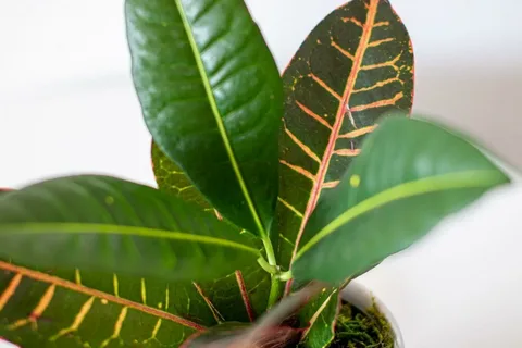 Croton Petra Plant: A Complete Indoor Care & Benefits Guide 🌿