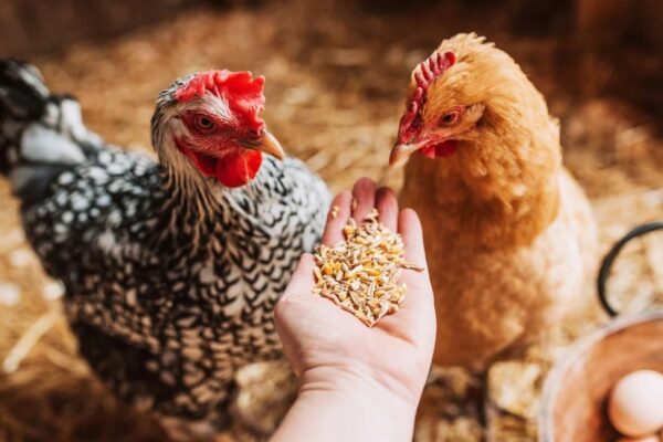 How To Set Up A Happy, Healthy Home For Chickens