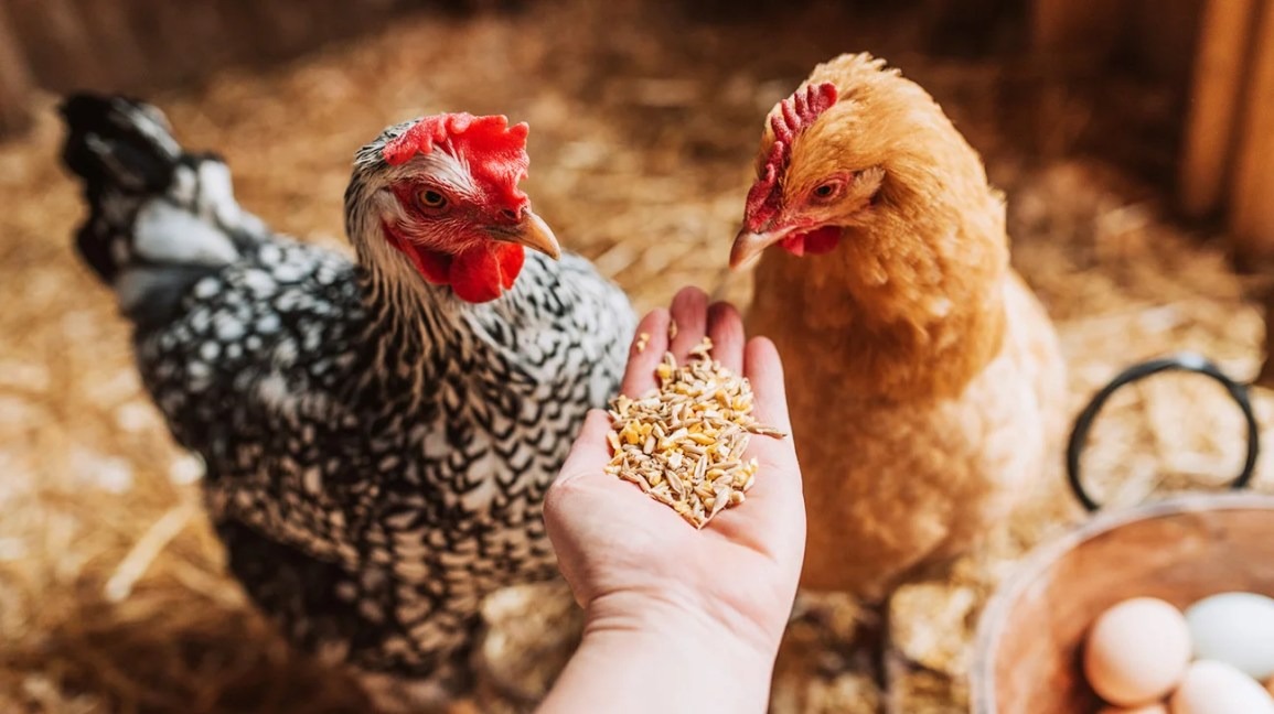 How To Set Up A Happy, Healthy Home For Chickens