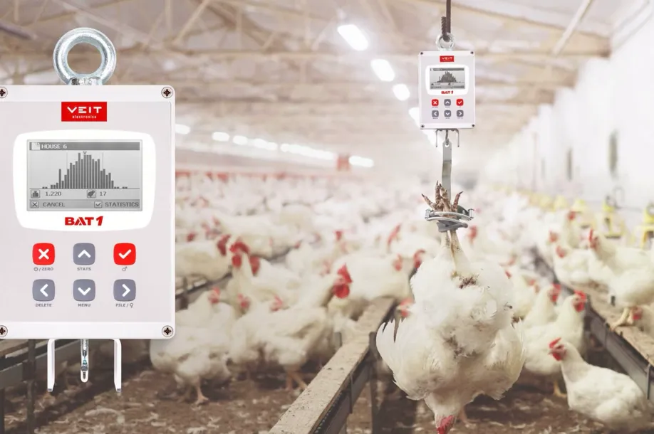 The Secret to Better FCR Why Smart Farmers Weigh Their Birds Every Week
