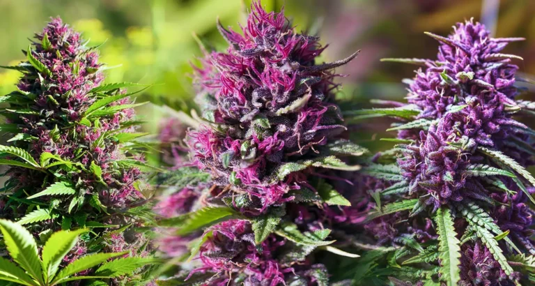CBD Flower Near Me: How You Can Find Fresh, Legal, and High-Quality Options in Your Area