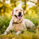 Mega Labrador Retrievers UK – Quality Labrador Puppies for Sale